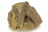 Sandstone With Hadrosaur Tooth, Tendon & Bone - Wyoming #227488-2